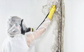 Best Attic Mold Removal  in Saylorsburg, PA